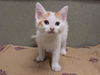adoptable Cat in moreno valley, CA named A543600