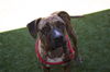 adoptable Dog in  named LEXI