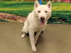 adoptable Dog in  named A544204