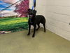 adoptable Dog in  named A544224