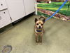 adoptable Dog in  named A544247