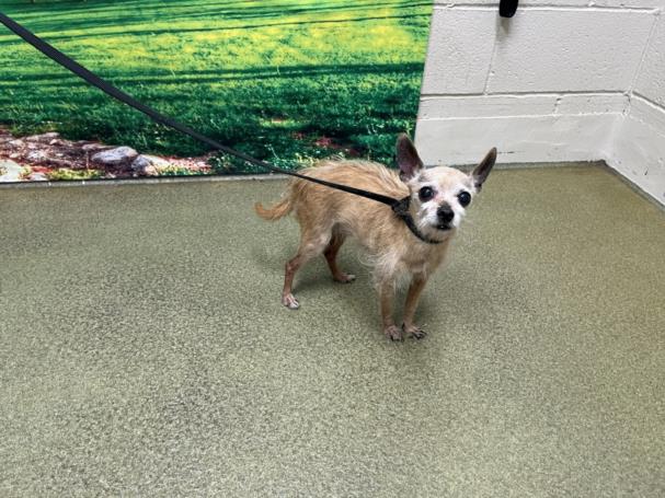 adoptable Dog in Moreno Valley, CA named A544249