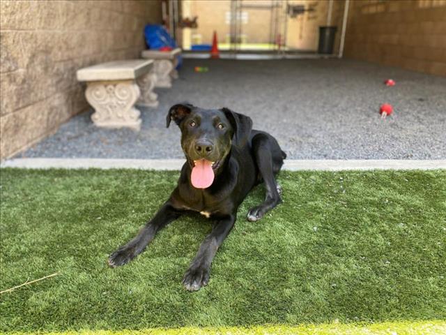 adoptable Dog in Moreno Valley, CA named A543877