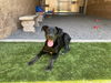 adoptable Dog in moreno valley, CA named A543877