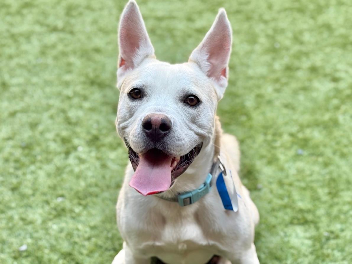 adoptable Dog in Moreno Valley, CA named BLANKELY