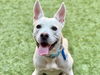adoptable Dog in Moreno Valley, CA named BLANKELY