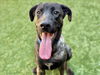 adoptable Dog in Moreno Valley, CA named EINSTEIN