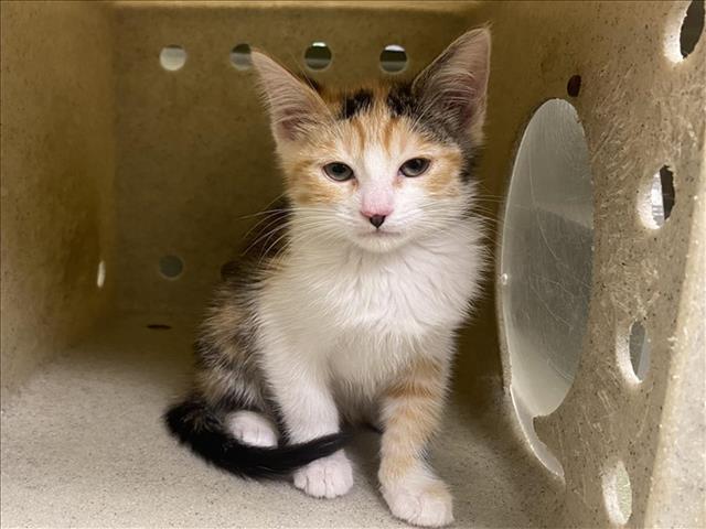 adoptable Cat in Moreno Valley, CA named A543603