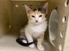 adoptable Cat in moreno valley, CA named A543603