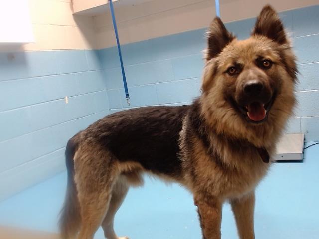 adoptable Dog in Moreno Valley, CA named SYAYER