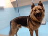 adoptable Dog in  named SYAYER