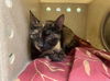 adoptable Cat in Moreno Valley, CA named A544360