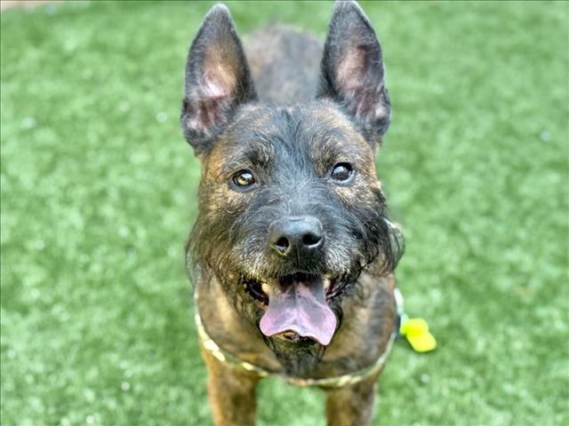 adoptable Dog in Moreno Valley, CA named TYLER