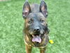 adoptable Dog in  named TYLER