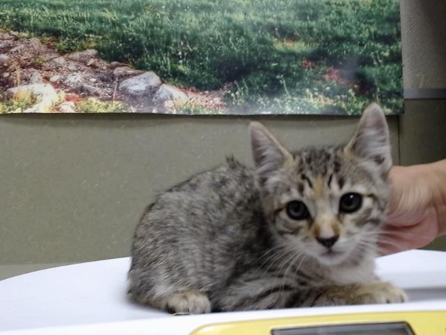 adoptable Cat in Moreno Valley, CA named A544386