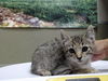 adoptable Cat in Moreno Valley, CA named A544386