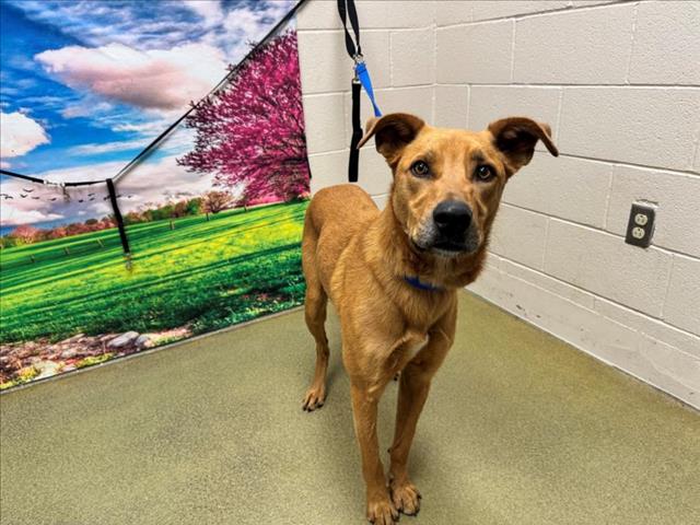 adoptable Dog in Moreno Valley, CA named SCOOBY DOO