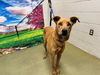 adoptable Dog in  named SCOOBY DOO