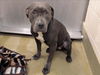 adoptable Dog in Moreno Valley, CA named KYLEE
