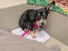 adoptable Dog in  named A544421