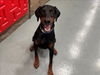 adoptable Dog in  named KOBE