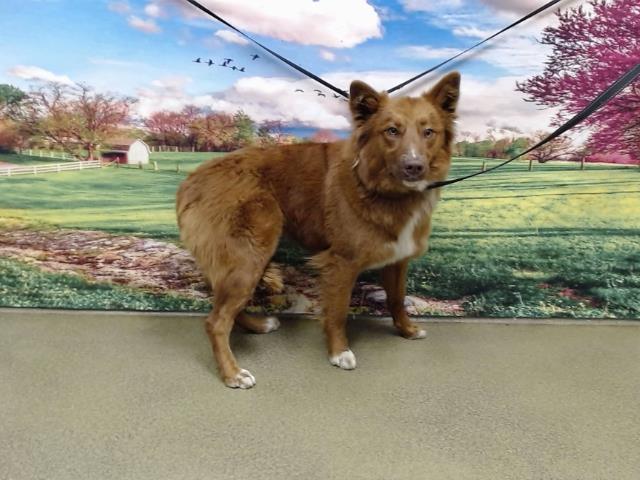 adoptable Dog in Moreno Valley, CA named A544464