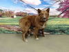 adoptable Dog in  named A544464