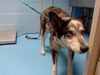 adoptable Dog in  named A544472