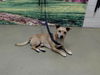 adoptable Dog in  named A544473
