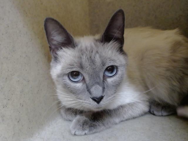 adoptable Cat in Moreno Valley, CA named A544475