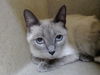 adoptable Cat in Moreno Valley, CA named A544475