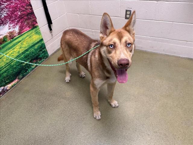 adoptable Dog in Moreno Valley, CA named A544491