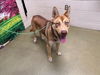 adoptable Dog in  named A544491