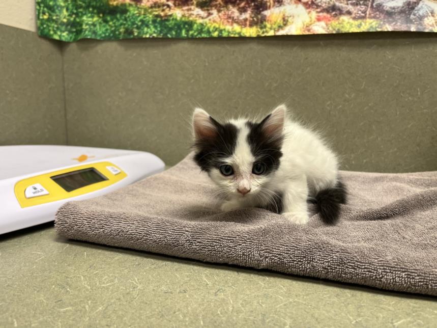 adoptable Cat in Moreno Valley, CA named A543912