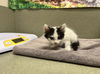 adoptable Cat in moreno valley, CA named A543912