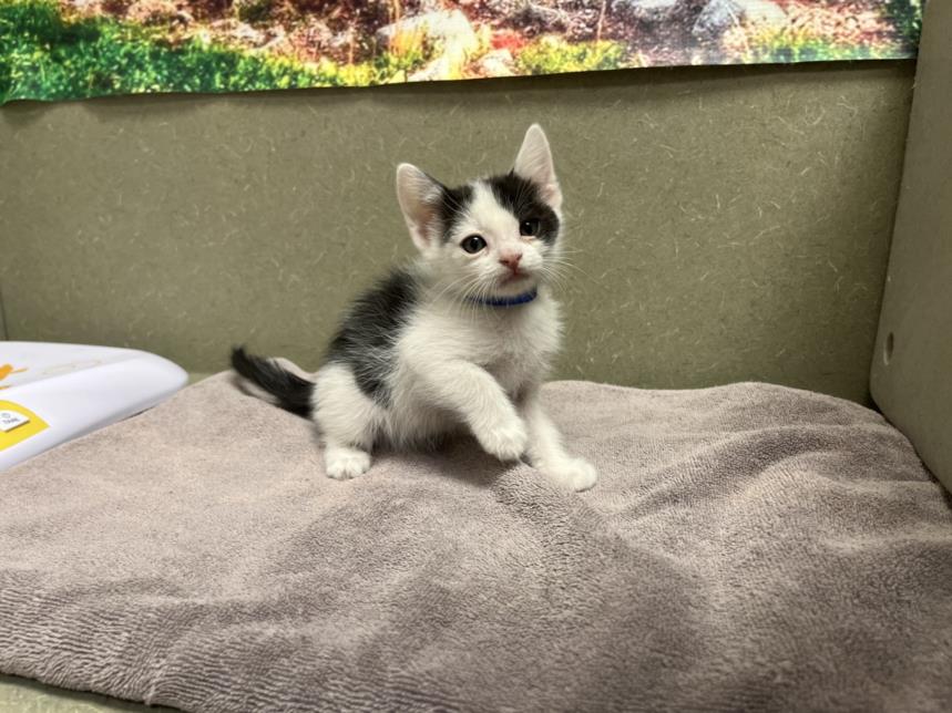 adoptable Cat in Moreno Valley, CA named A543913