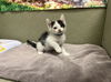 adoptable Cat in moreno valley, CA named A543913