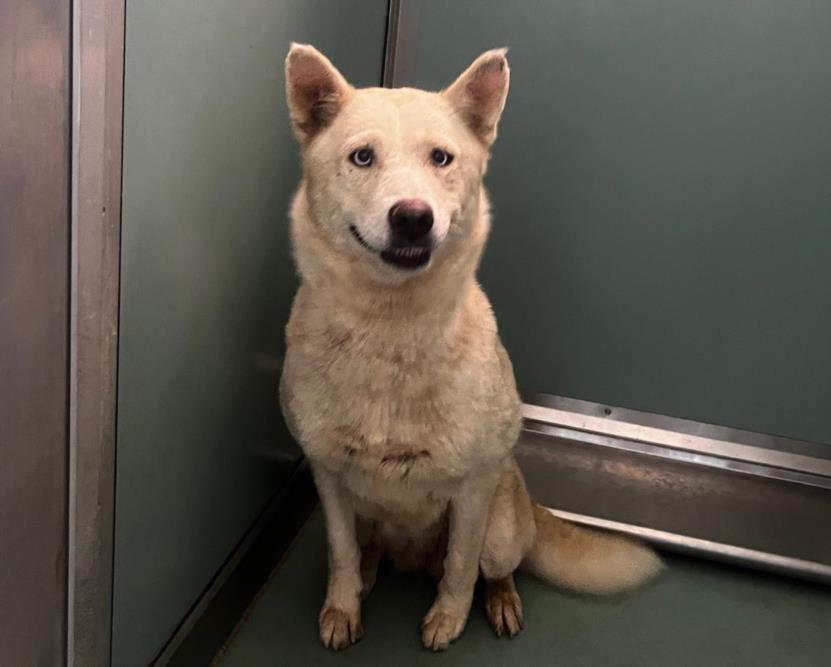 adoptable Dog in Moreno Valley, CA named A544510