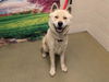 adoptable Dog in Moreno Valley, CA named A544540