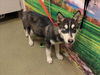 adoptable Dog in  named A544541