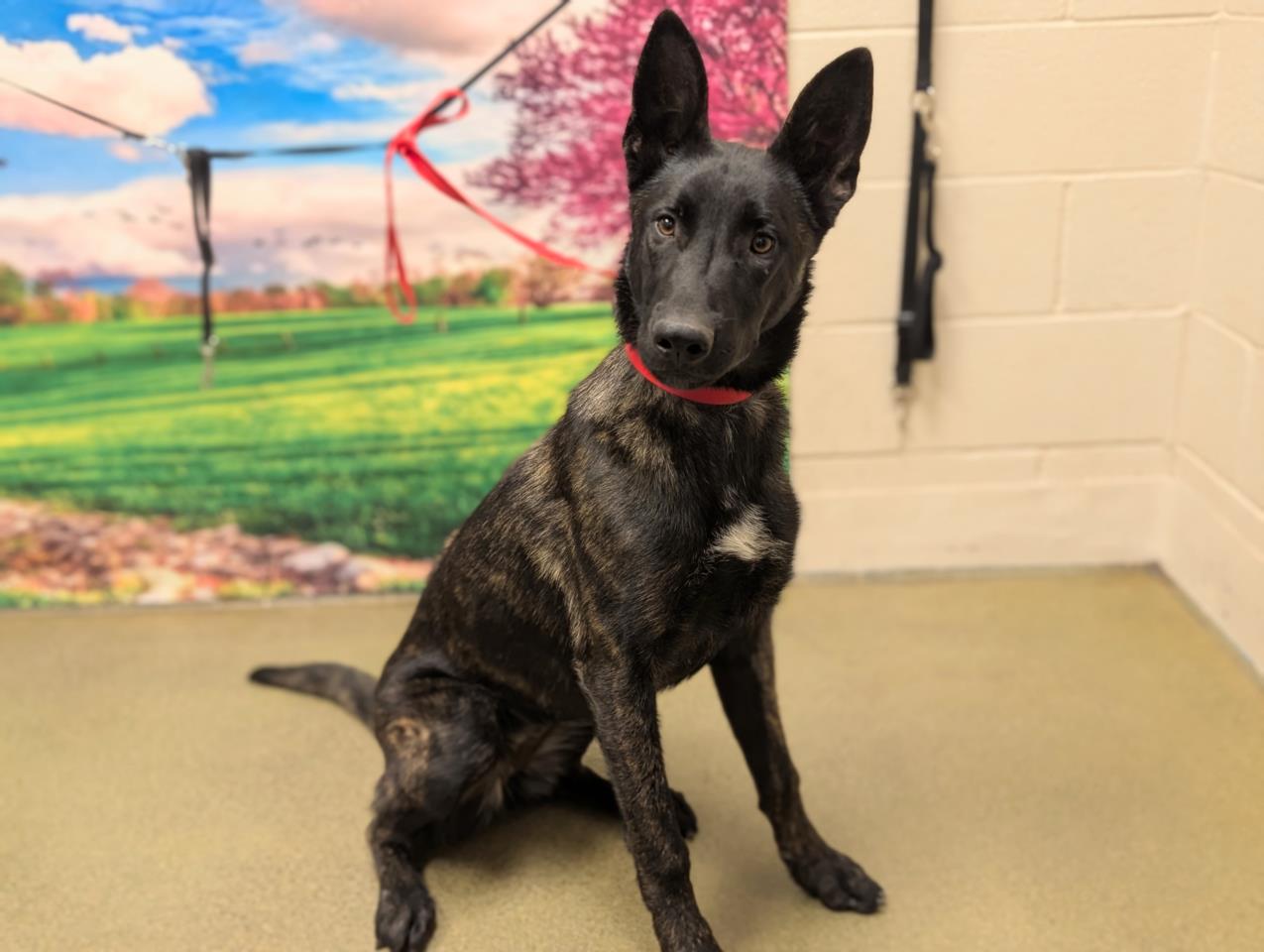 adoptable Dog in Moreno Valley, CA named A544545