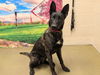 adoptable Dog in  named A544545