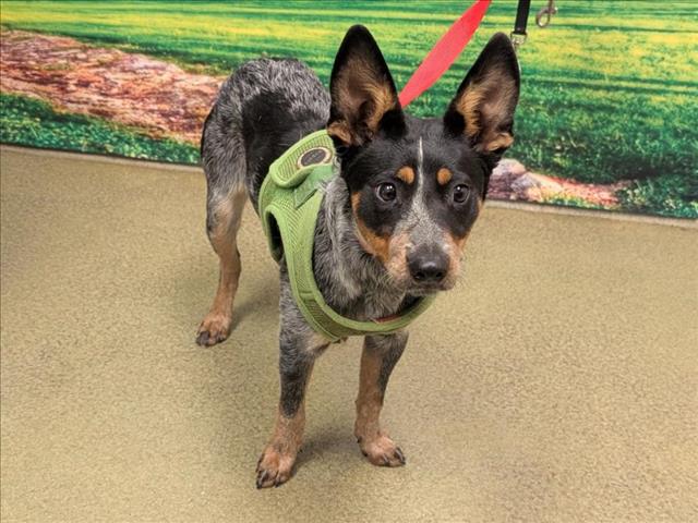adoptable Dog in Moreno Valley, CA named A544549
