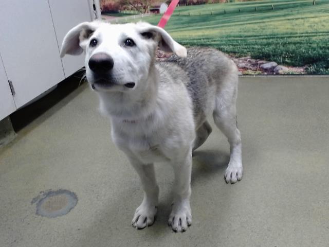 adoptable Dog in Moreno Valley, CA named A544493