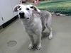 adoptable Dog in Moreno Valley, CA named A544493