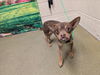 adoptable Dog in  named A544561