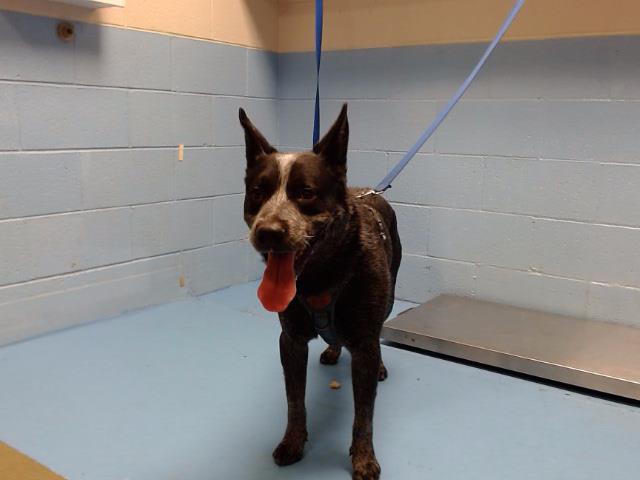 adoptable Dog in Moreno Valley, CA named A544575