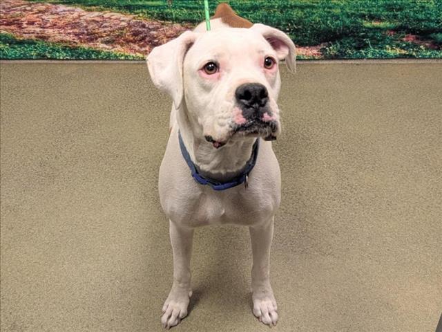 adoptable Dog in Moreno Valley, CA named A544556