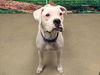 adoptable Dog in  named A544556