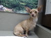 adoptable Dog in  named A544593